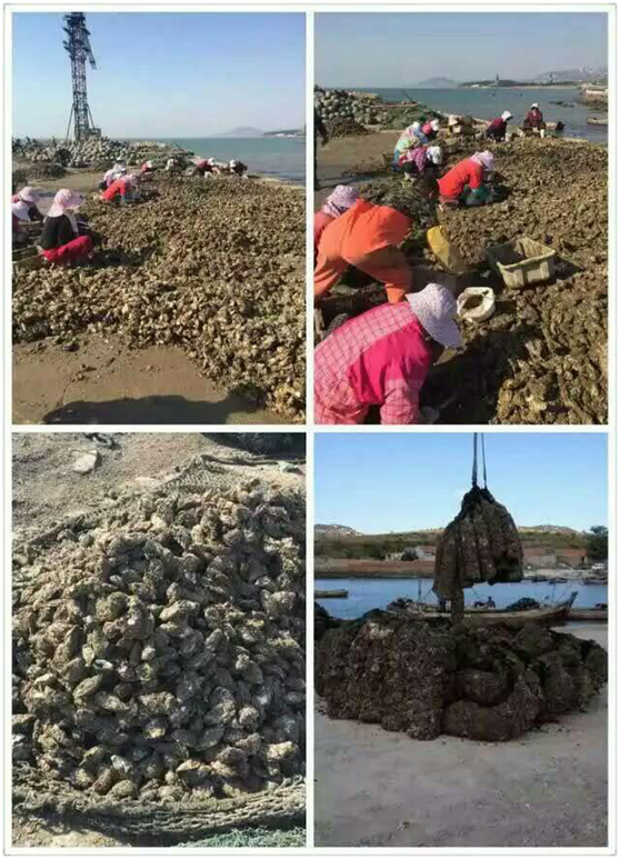 这是第2张海鲜礼盒 年前热卖的货源图片