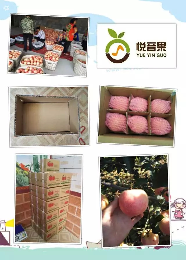 这是第4张正宗烟台苹果原产地 支持一件代发 全国包邮的货源图片
