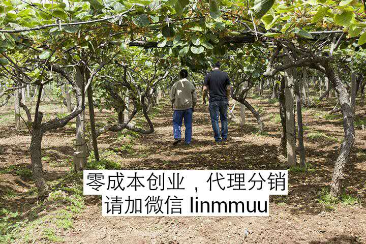 这是第2张四季水果、樱桃、脐橙、猕猴桃招募微商代理的货源图片
