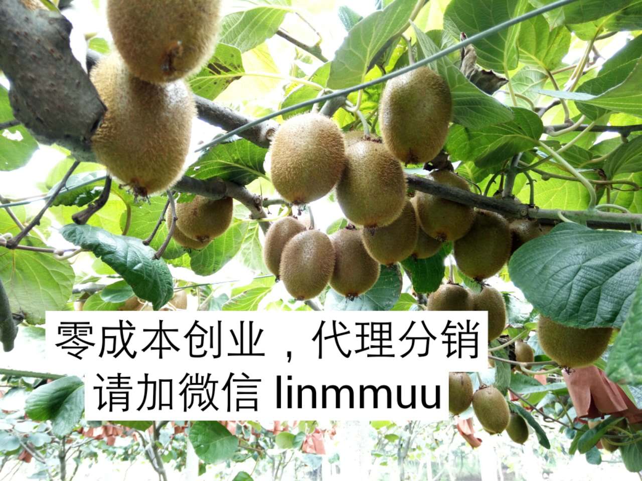 这是第1张四季水果、樱桃、脐橙、猕猴桃招募微商代理的货源图片