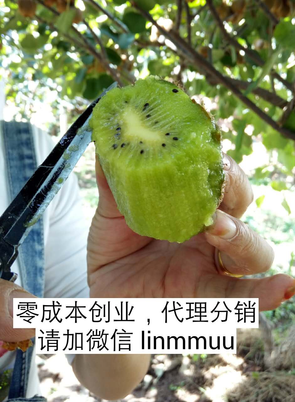 这是第4张四季水果、樱桃、脐橙、猕猴桃招募微商代理的货源图片