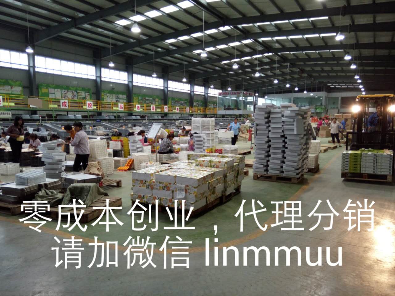 这是第6张四季水果、樱桃、脐橙、猕猴桃招募微商代理的货源图片